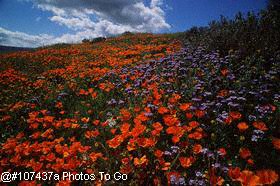 Colorful field of flowers